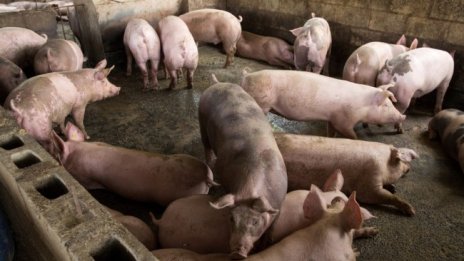 Няма касапи и изхвърлят прасета във Великобритания