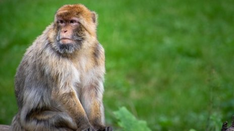 Учени създадоха сперматозоиди от маймунски стволови клетки