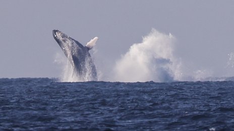 Откриха най-старите известни записи на песен на кит