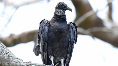 Отровиха черен лешояд в защитена зона до село Мандрица