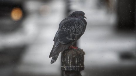 Зимата идва от вторник &ndash; вятър, сняг, студ, виелици и навявания 