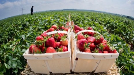 Великобритания дава сезонни визи до 2024 г.