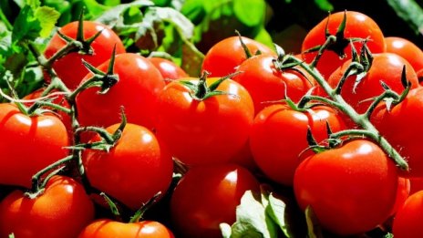 Производители на оранжерийна продукция настояват за компенсации от 70% 
