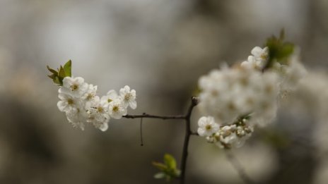 Първа пролет, температурите леко се повишават