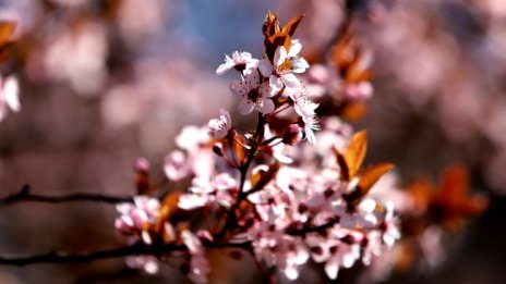 Температурите днес тръгват нагоре &ndash; до 19&deg;-24&deg;