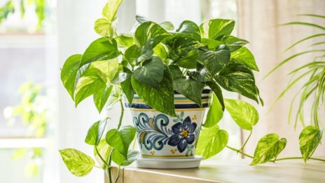 Кои растения подобряват въздуха в дома?