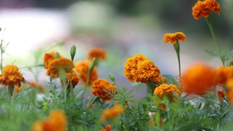 Температури днес ще са до 29&deg;, краткотраен дъжд на места