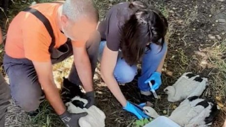 ЕРМ Запад съдейства за спасяване на четири щъркелчета, останали без родител