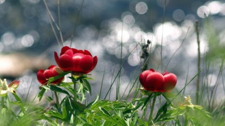 Времето днес: Разхлаждане и летни валежи в цялата страна 