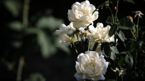 Предимно слънчево, температурите тръгват нагоре