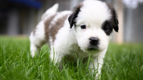 Град в Германия ще се бори с ДНК тестове с кучешките нечистотии 