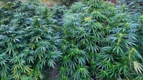 Двама от Новозагорско задържани с марихуана за над 48 000 лв.