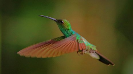 Дивите птици бързо мутират и колонизират човешките градове 