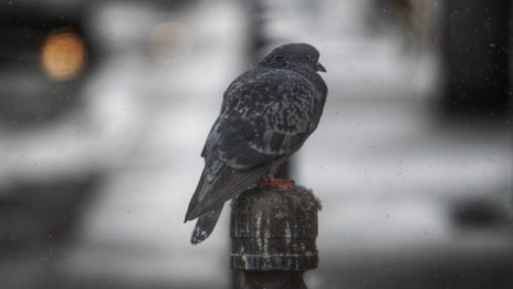 Седмицата започва с облаци, но и южен вятър, градусите до 10&deg;