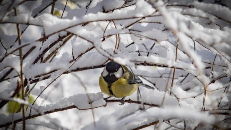 Остава студено и в четвъртък с минимални температури до -10&deg; 