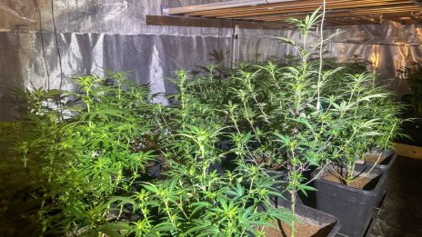 Полицията разби нова наркооранжерия във Варна