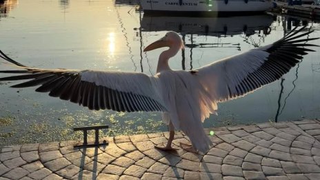 Пеликанът Стойчо е в неизвестност, къде изчезна? 