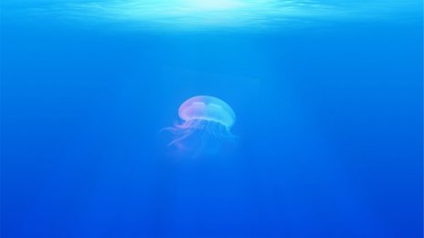 Опасни медузи край гръцките острови, пазете се от лилавите