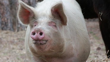 Климатичните промени съсипват гурме храните на Европа