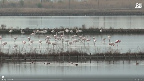 Розово фламинго радва посетителите на Поморийското езеро
