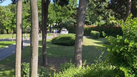 Чакали бродят в Морската градина в Бургас