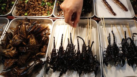 Насекомите навлизат и в гръцкото меню