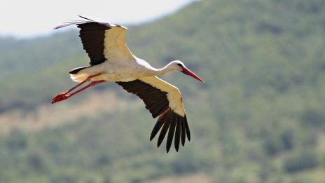 Пролетта е близо: Първият щъркел пристигна в село Рупите