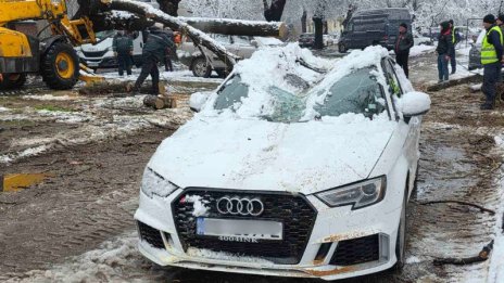 Дърво падна и изпочупи коли в Пловдив, по чудо няма пострадали