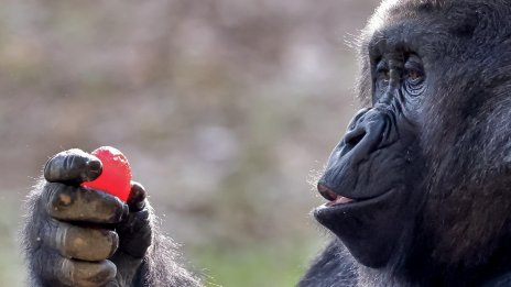 Женските горили доминират над мъжките, макар че са наполовина по-дребни