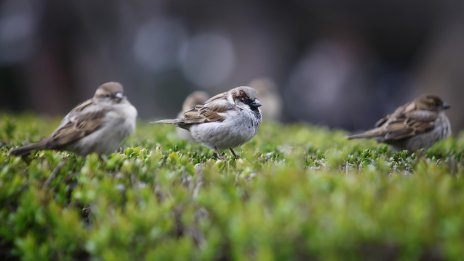 Какво ще е времето в почивния понеделник? 