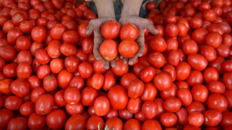 В Китай създадоха нов сорт домати с аромат на пуканки