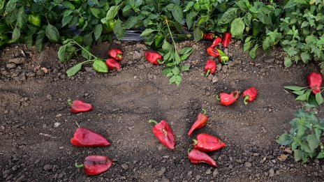 Американско издание нареди българската червена чушка сред 12-те суперпродукта, пазещи зрението