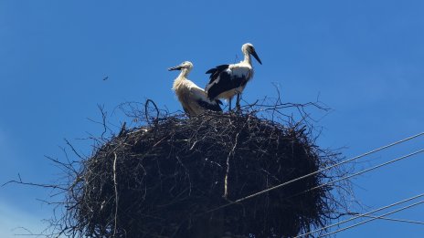 Радост! Първите щъркели вече пристигнаха в Петричко 
