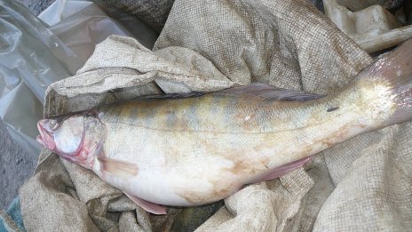 Бракониер на риба от Монтана ще лежи година и половина в затвора