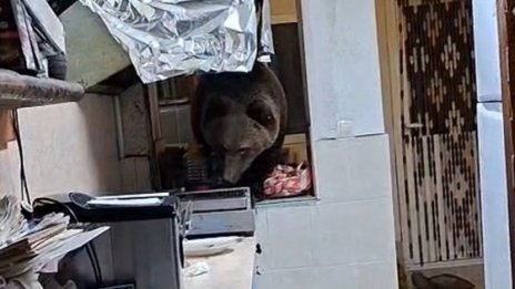 Вижте как мечка нахлу в къща за гости в Кресна и разгледа какво има в кухнята ВИДЕО