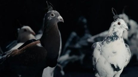 Шефът на компанията, създаваща гълъби-дронове, иска да препрограмира украинци 