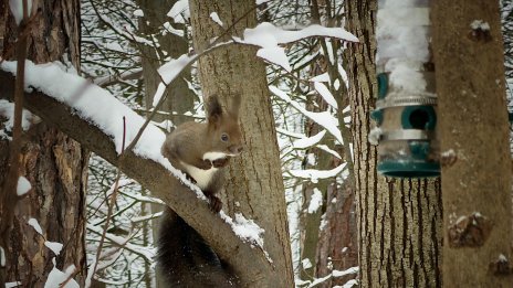Зимна и снежна София в кадър 