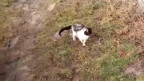 Фрапиращи ваши сигнали: Деца осакатяват животни и още... жестокости