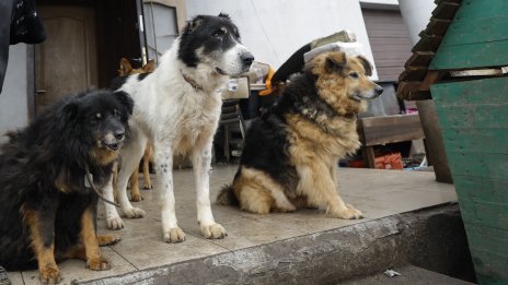 Глобиха с 65 300 евро грък, изоставил кучета в Аспровалта