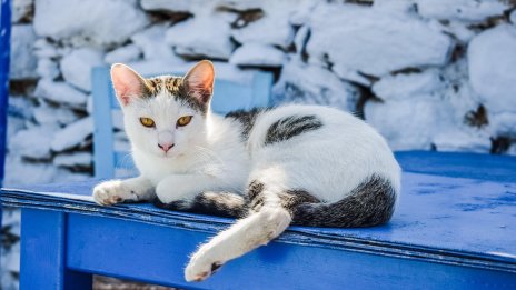 Кипър има проблем с котките: По една котка на всеки жител