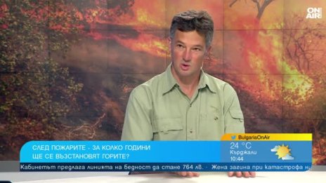 Пожарът в Пирин - най-големият в близката история, върна ни 50 години назад