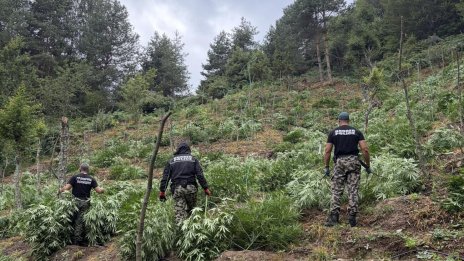 Гранични полицаи откриха и унищожиха над 3 тона канабис в планините Пирин и Огражден
