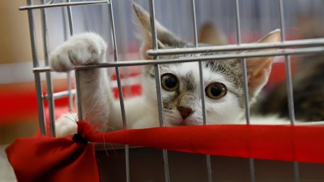 Котка изчезна по време на полет между Кипър и Гърция, спешно разследват