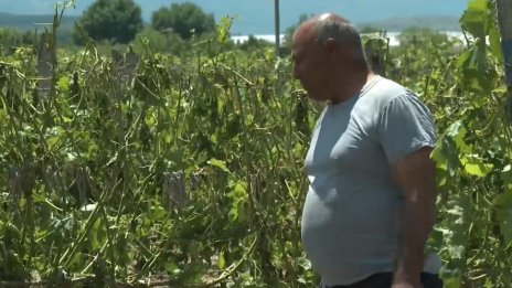 Градушка унищожи лозята в Йоаким Груево и Брестовица