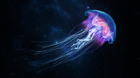 Гигантски медузи с 20-метрови пипала изплуваха на плажа в Тексас