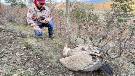Отровените лешояди в района на Котел вече са шест