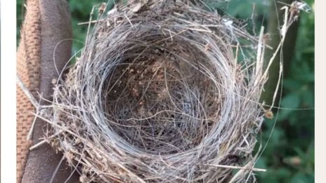 Птиците в Украйна правят гнезда от кабели за оптични дронове