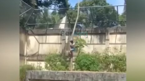 Лъвица уби мъж, влязъл в клетката й в зоопарк ВИДЕО