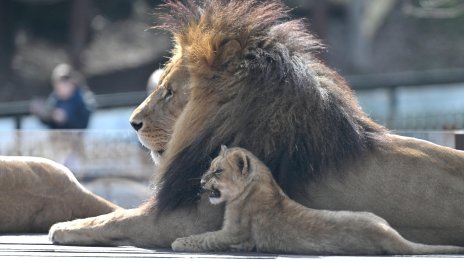 Лъвове са обитавали Япония преди десетки хиляди години