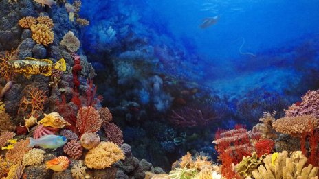 Морските горещи вълни може да са довели световните океани до критична точка